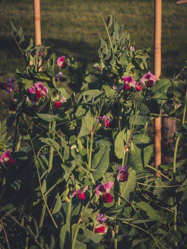 Klimplant met roze bloemen groeit langs houten stokken in een moestuin.