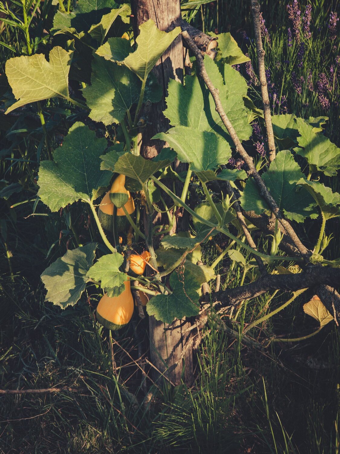 Please enjoy these carefully framed images that make the garden look amazing.