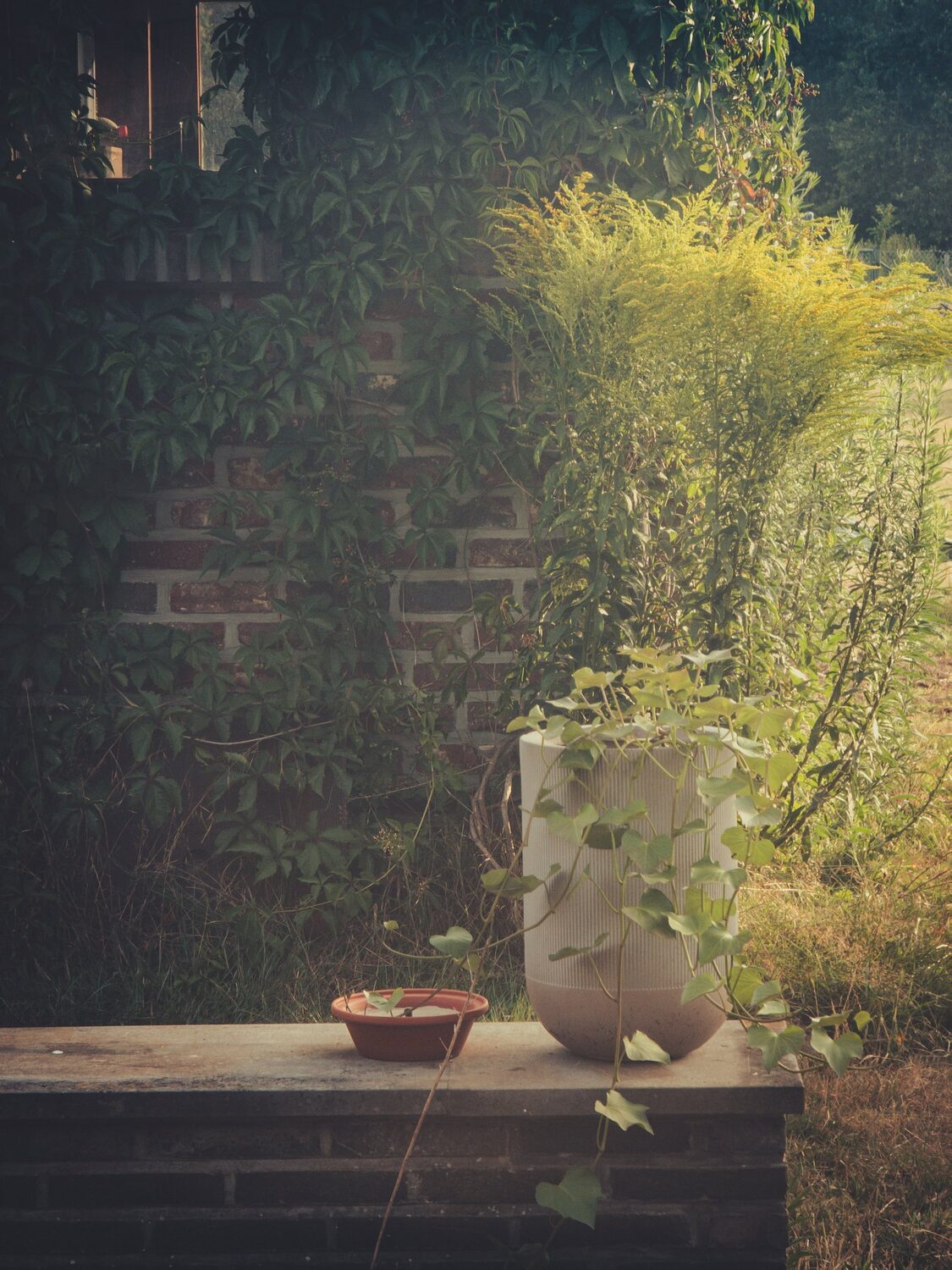 Please enjoy these carefully framed images that make the garden look amazing.