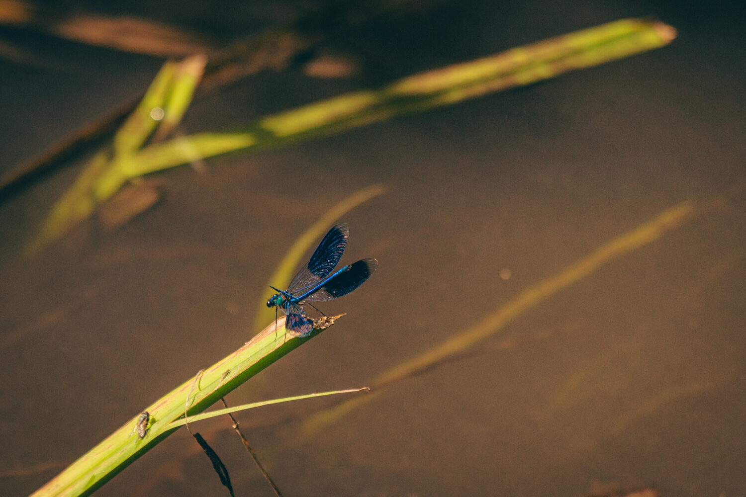 Thorn — Niels Decoster | TouchGrass