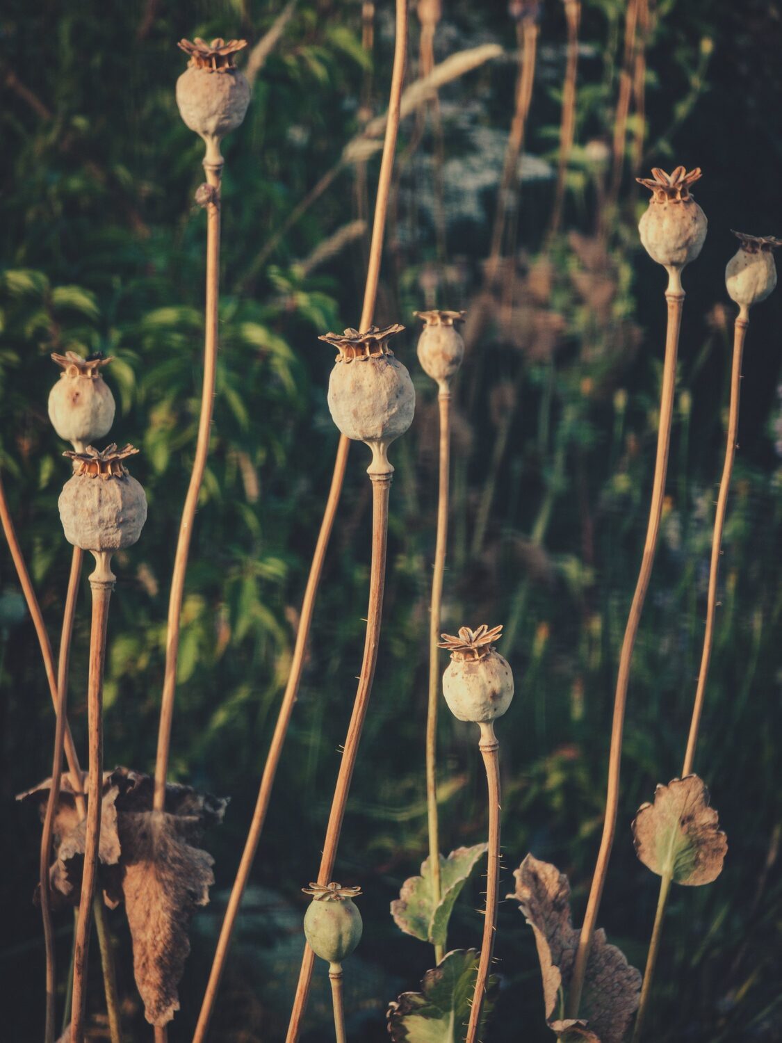 Please enjoy these carefully framed images that make the garden look amazing.