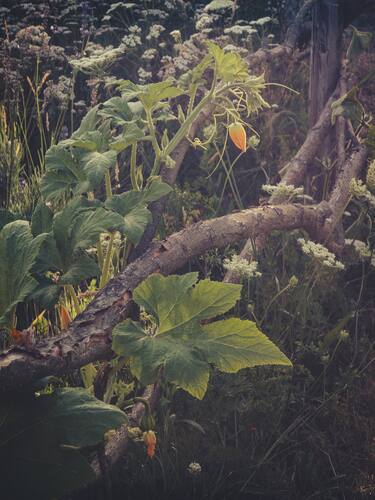 Grote groene bladeren groeien onder een lage boomtak in een schaduwrijke tuin.