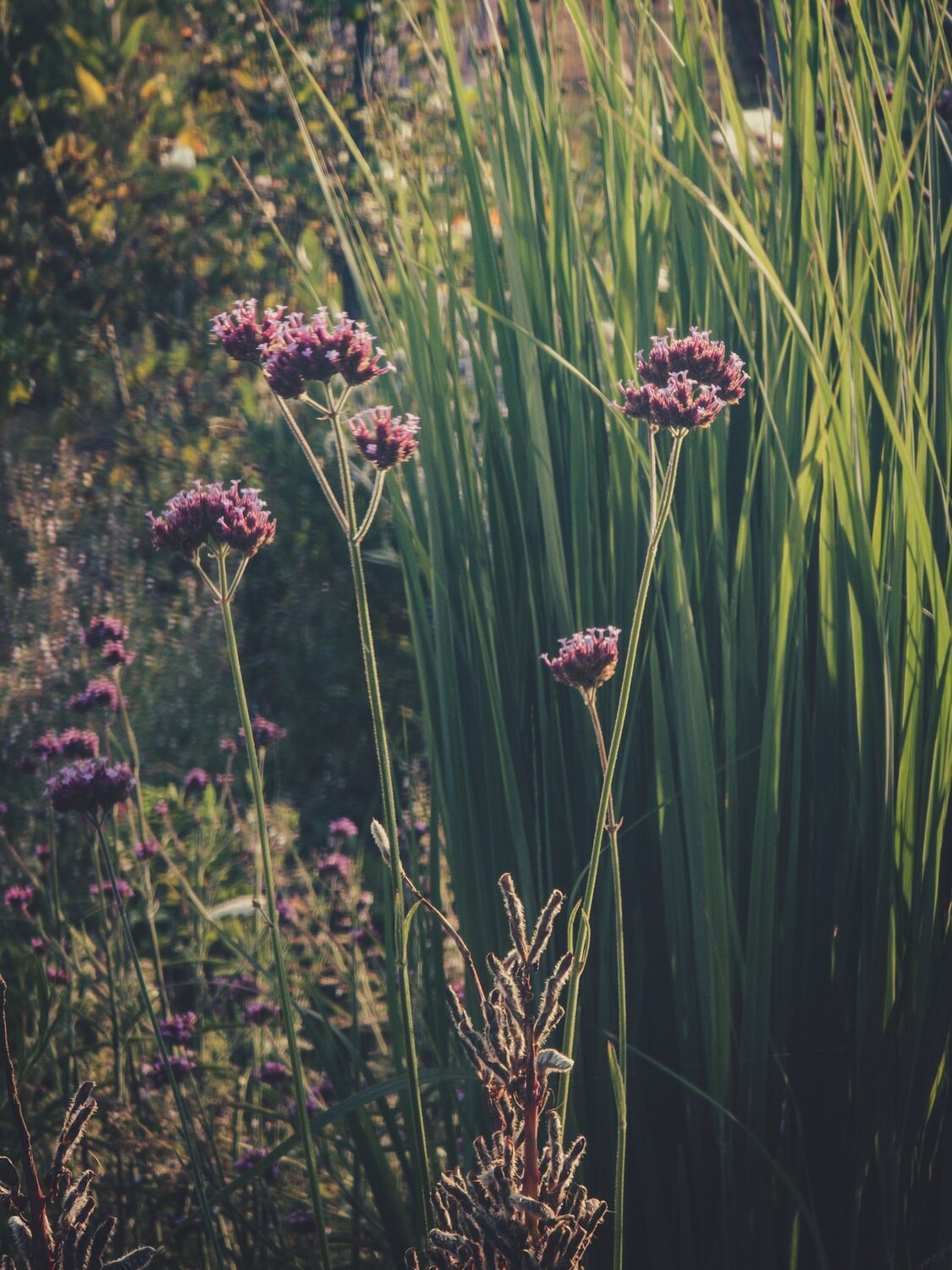 Please enjoy these carefully framed images that make the garden look amazing.