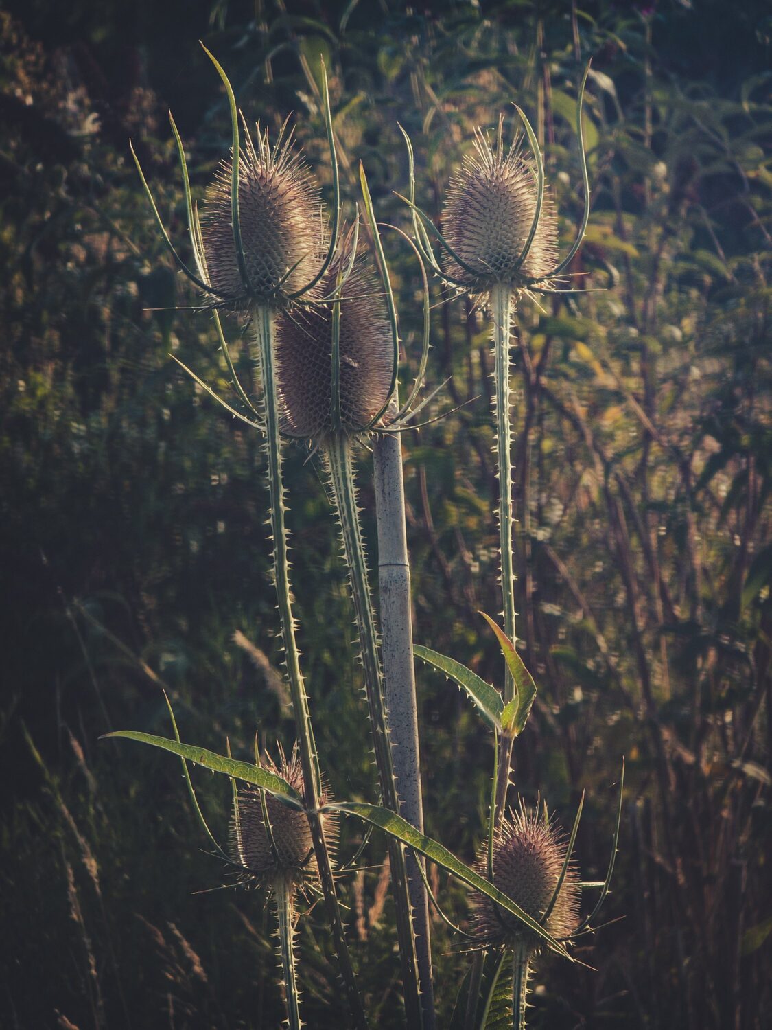 Please enjoy these carefully framed images that make the garden look amazing.
