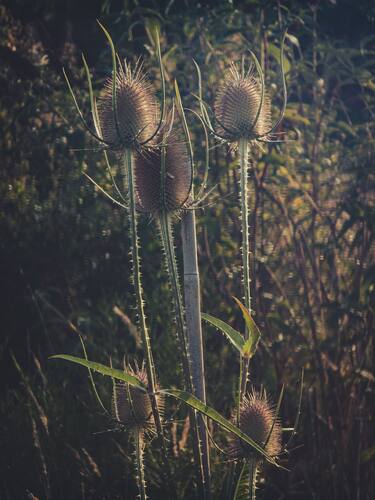 Twee stekelige kaardenbollen op hoge stelen in warm zonlicht.