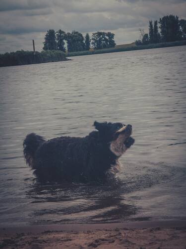 Grote zwart-witte hond staat tot zijn poten in ondiep water.