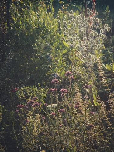 Zonnige border met paarse bloemen, grassen en zilverkleurige zaadhoofden.