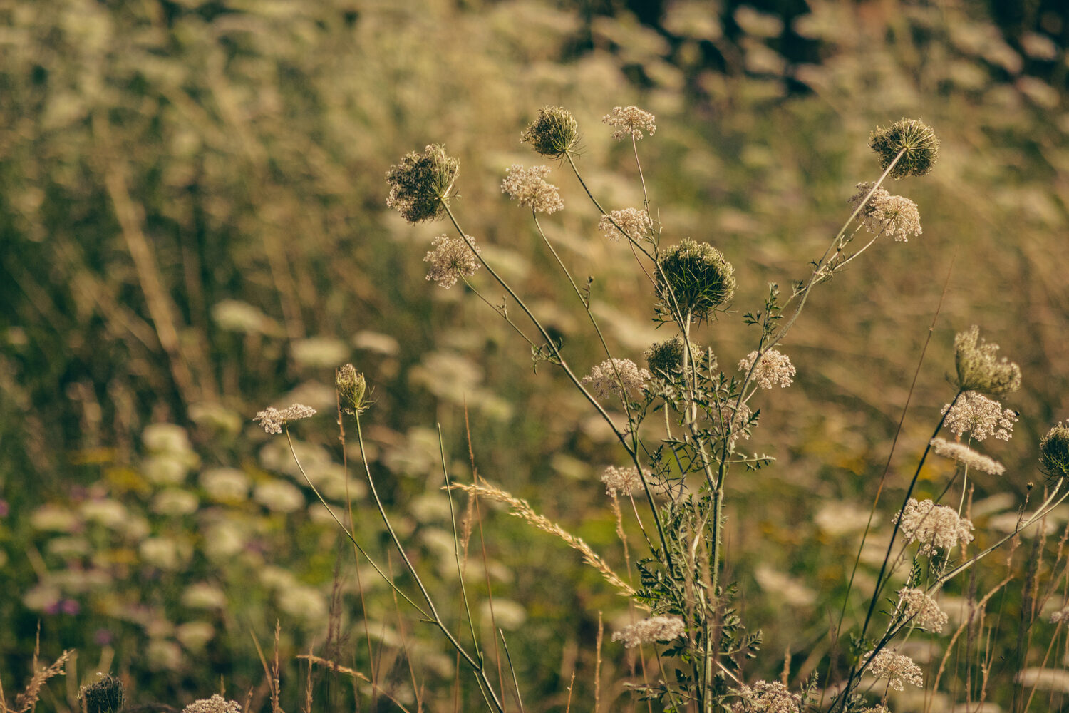 Thorn — Niels Decoster | TouchGrass