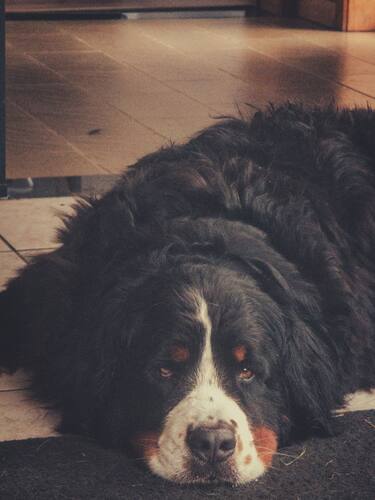 Close-up van een grote zwart-witte hond die met zijn kop op de vloer ligt.