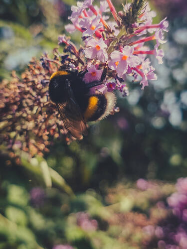 Hommel verzamelt nectar op een tros kleine roze bloemen.