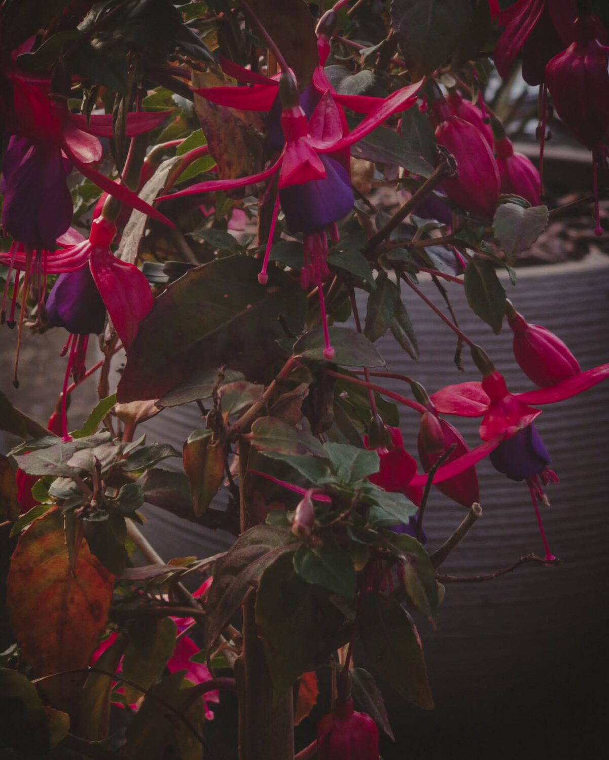 Fall scenes.