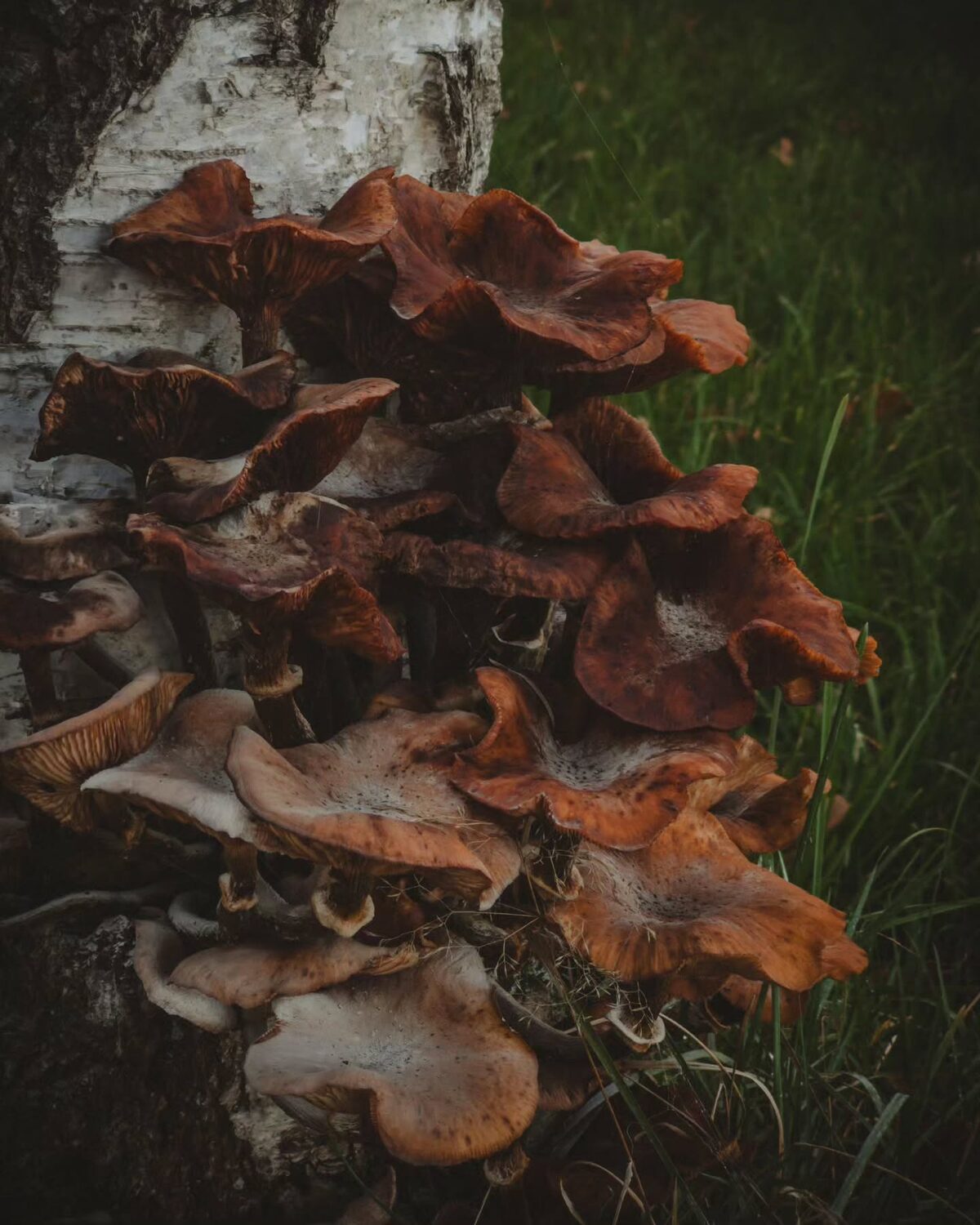 Fall scenes.