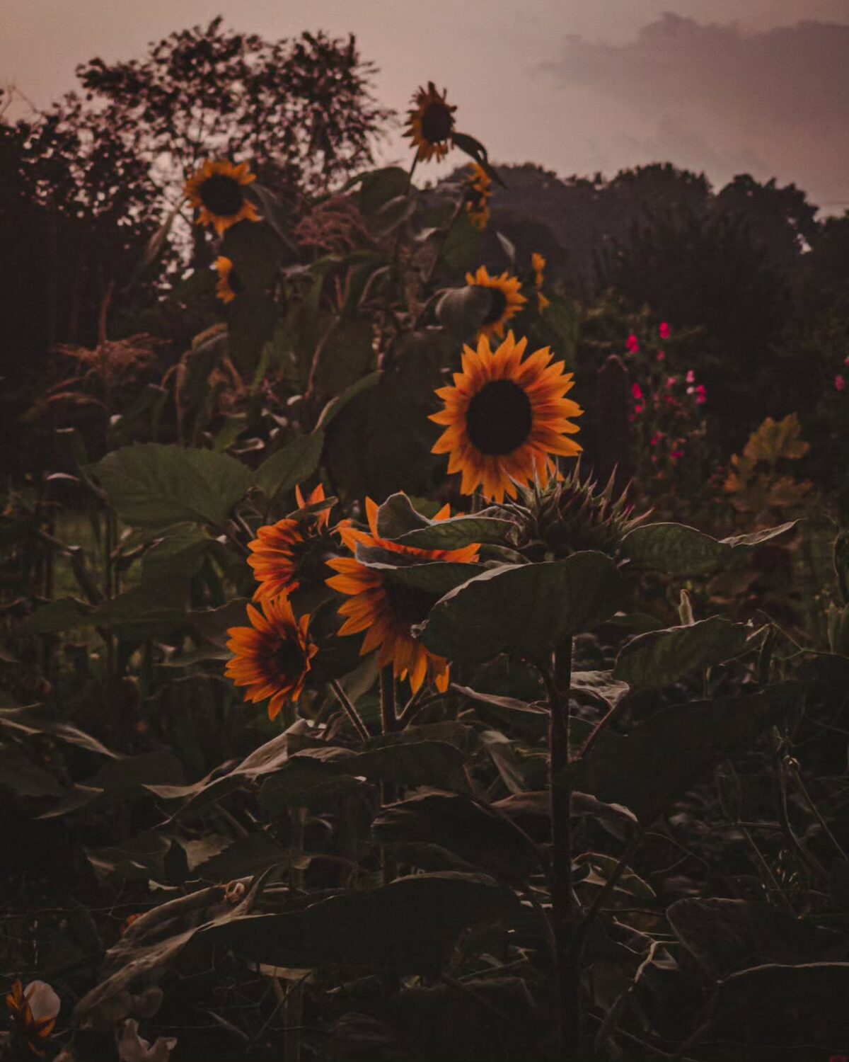 Ergens in september.