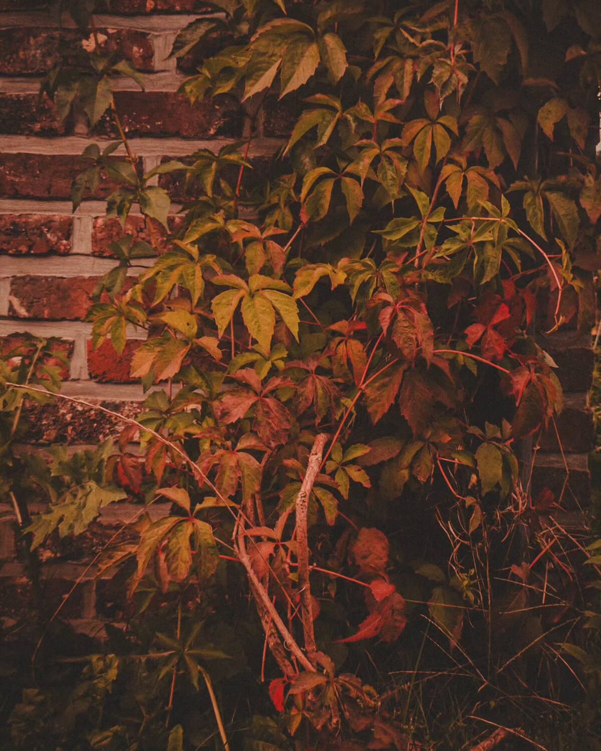 Summer is Falling.