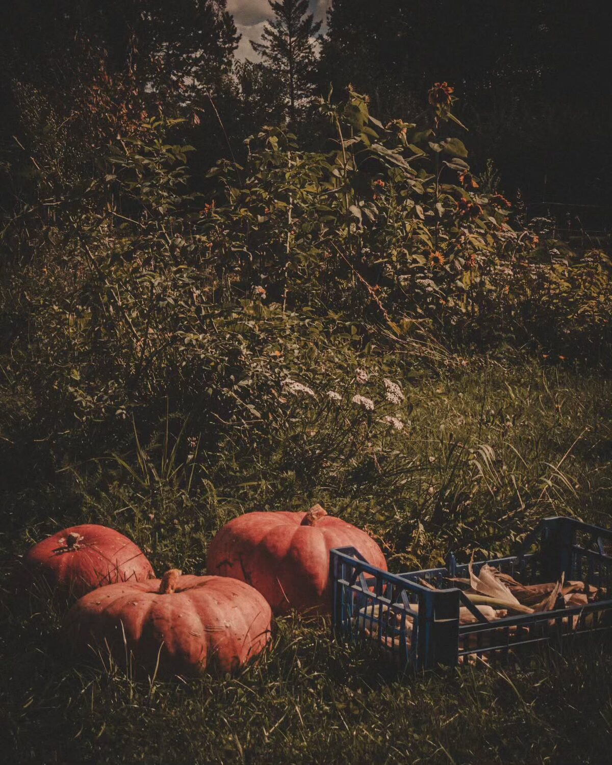 Summer is Falling.