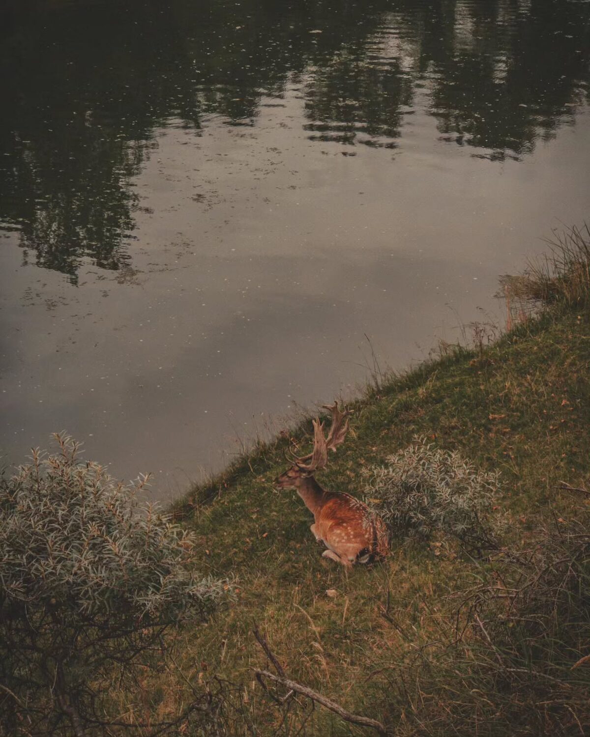 ð Amsterdamse Waterleidingduinen