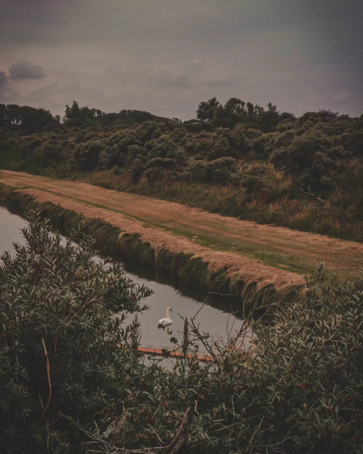 ð Amsterdamse Waterleidingduinen