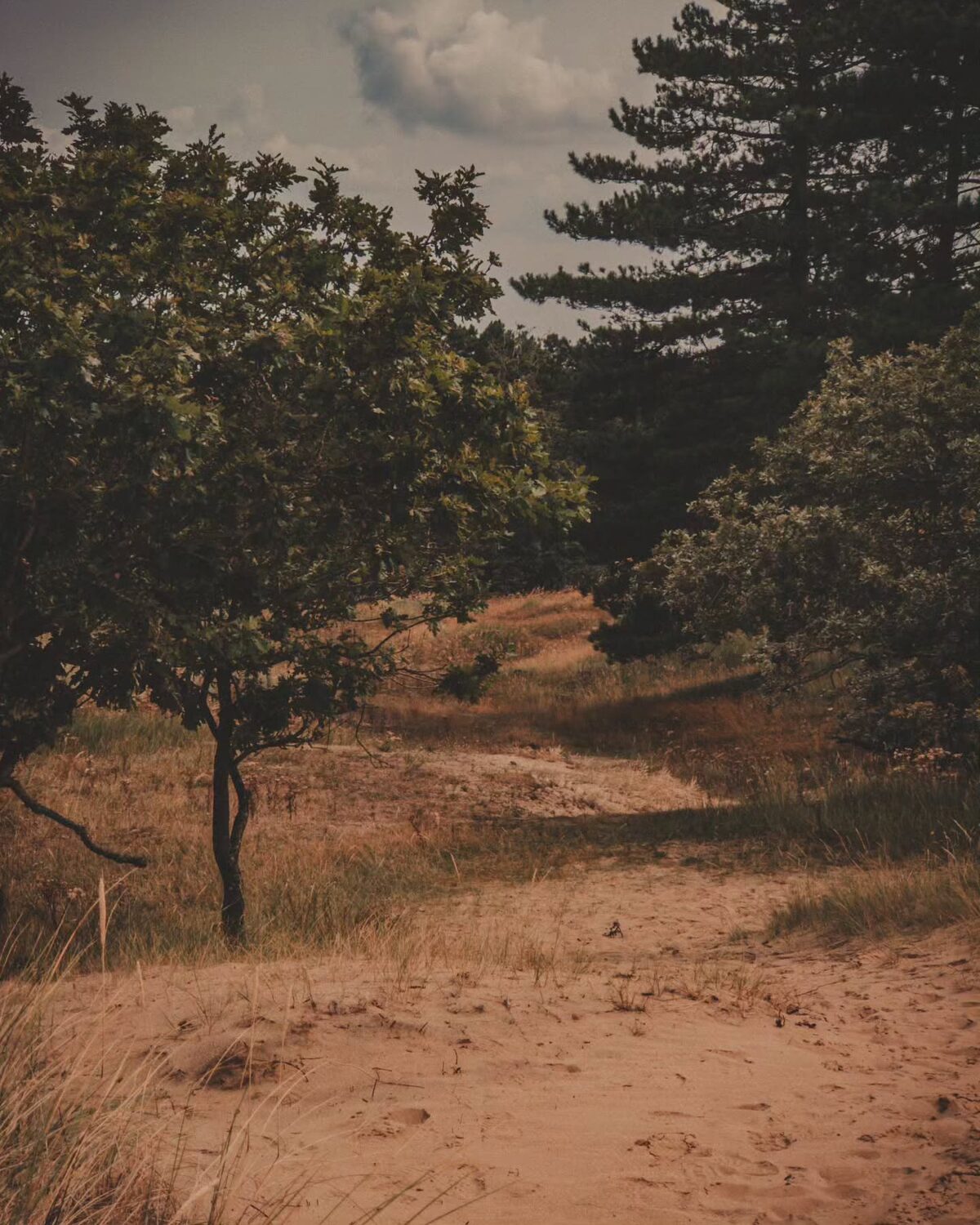 ð Amsterdamse Waterleidingduinen