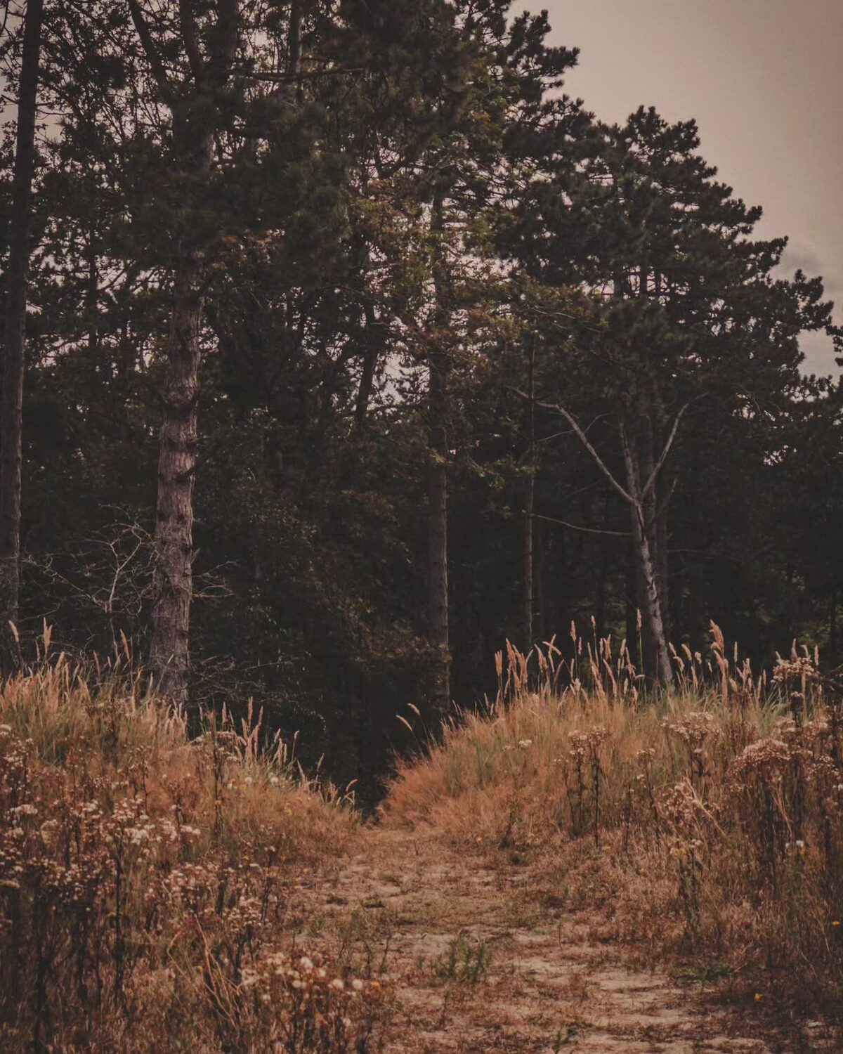 ð Amsterdamse Waterleidingduinen