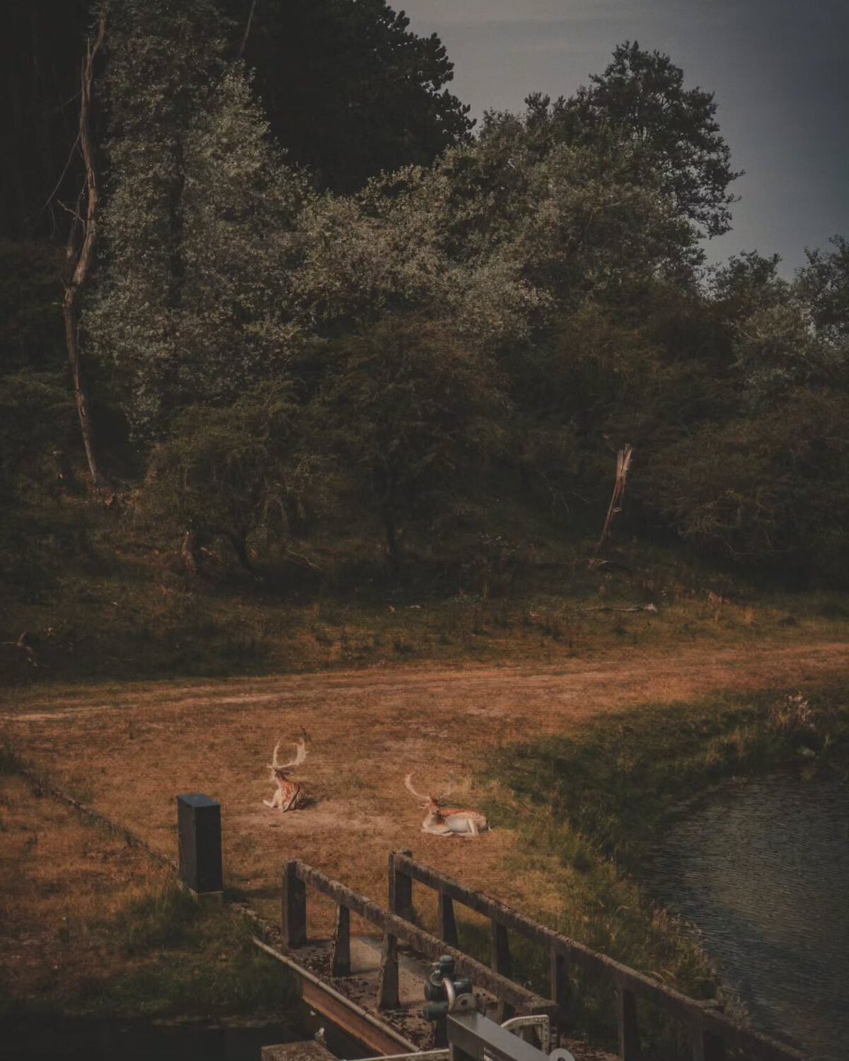 ð Amsterdamse Waterleidingduinen