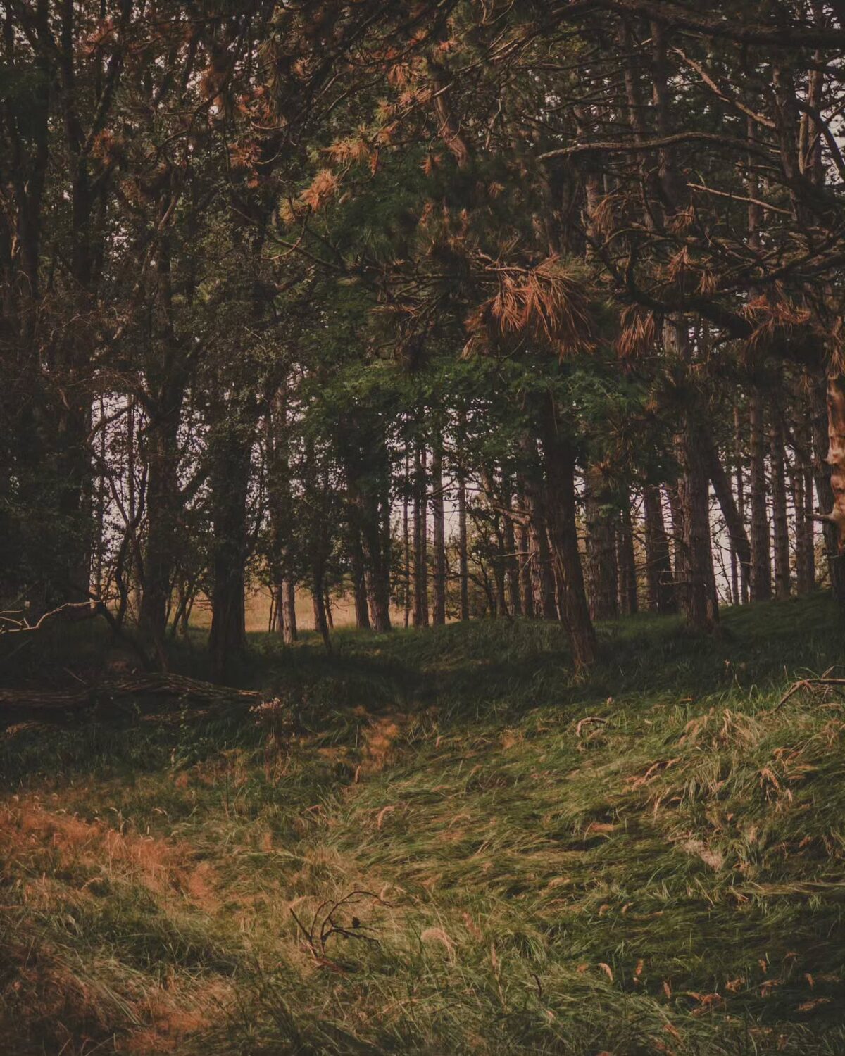 ð Amsterdamse Waterleidingduinen