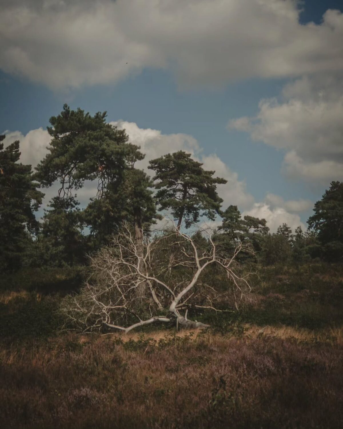 Nederland was mooi en het weer was goed. Het eten was lekker en de mensen fijn.
