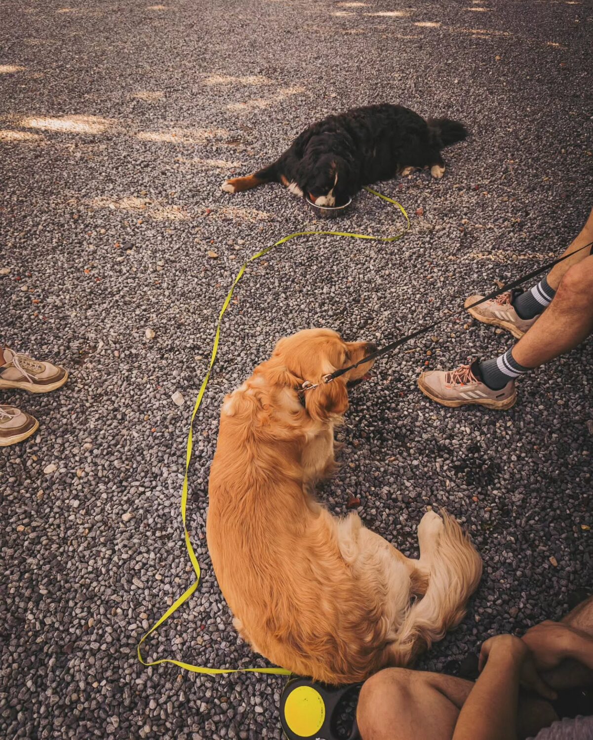 Wandeldag / doggy date