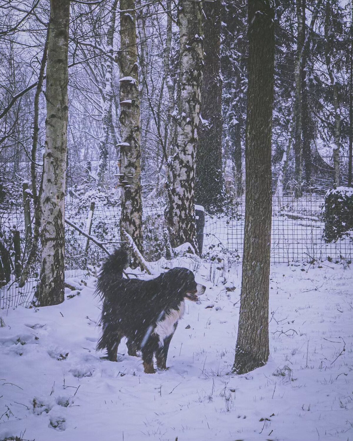 Ergens in de sneeuw.