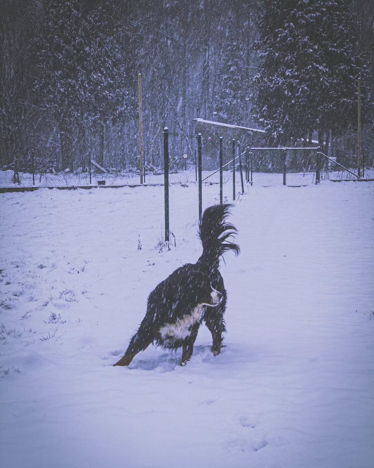 Ergens in de sneeuw.