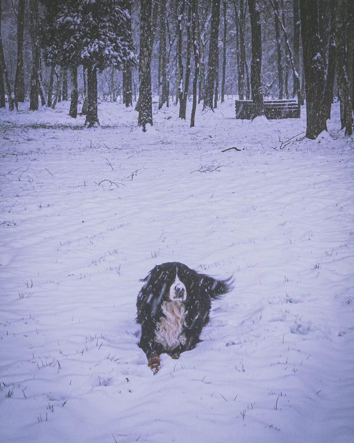 Ergens in de sneeuw.