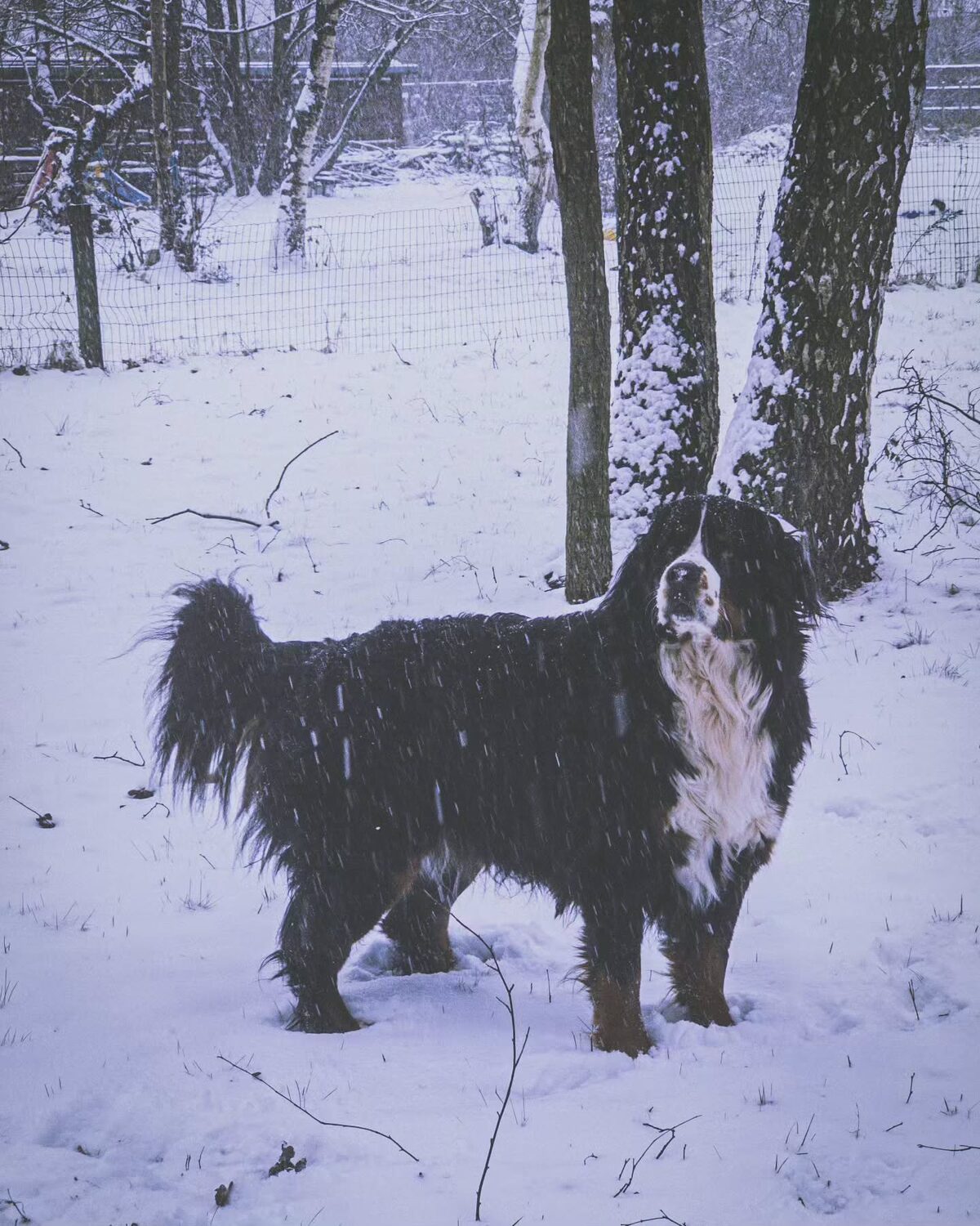 Ergens in de sneeuw.