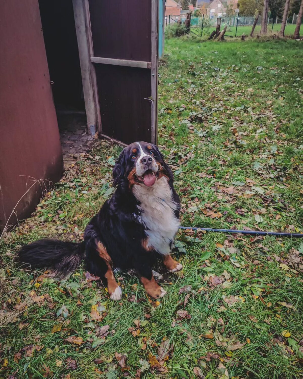 Fall dump