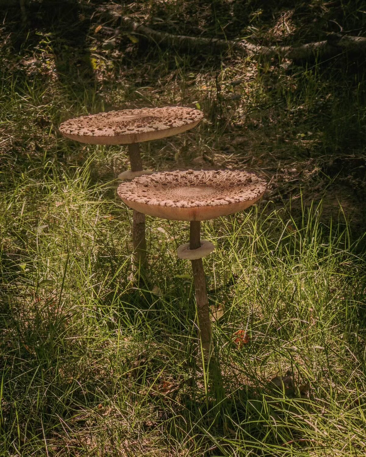 Looks like mushroom is back on the menu, boys.