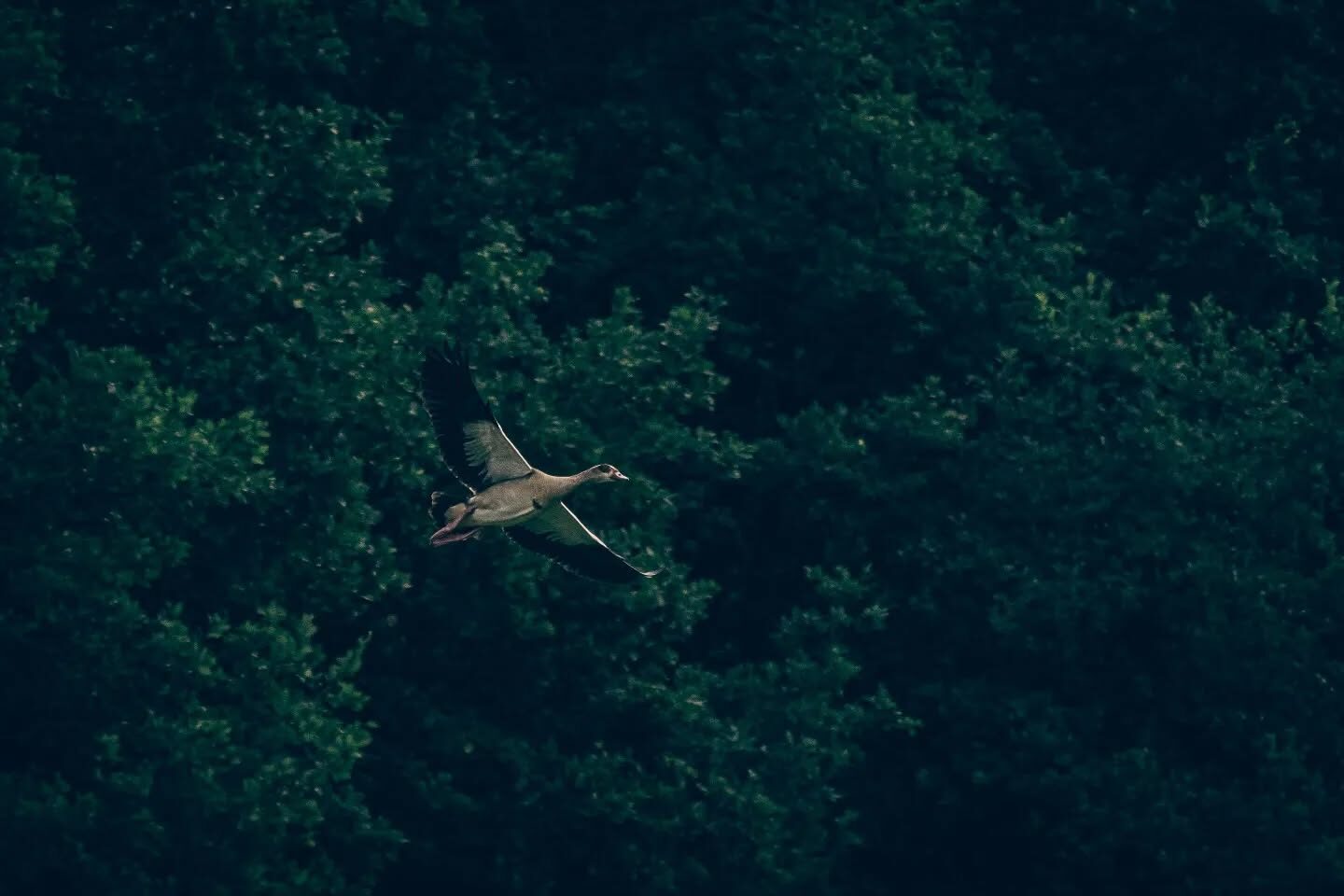 Tervuren in vogelvlucht ð´ââï¸