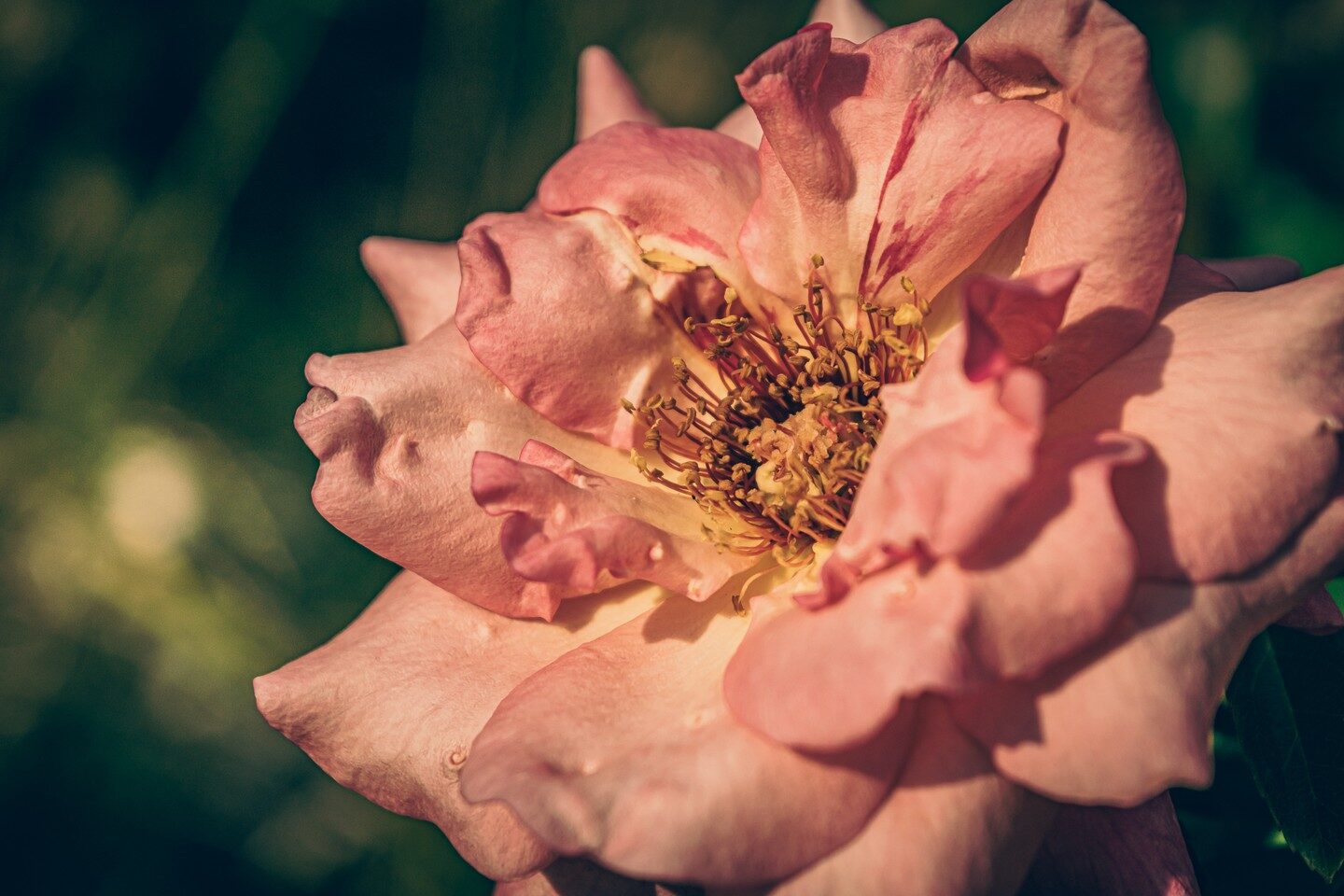 Flower Power