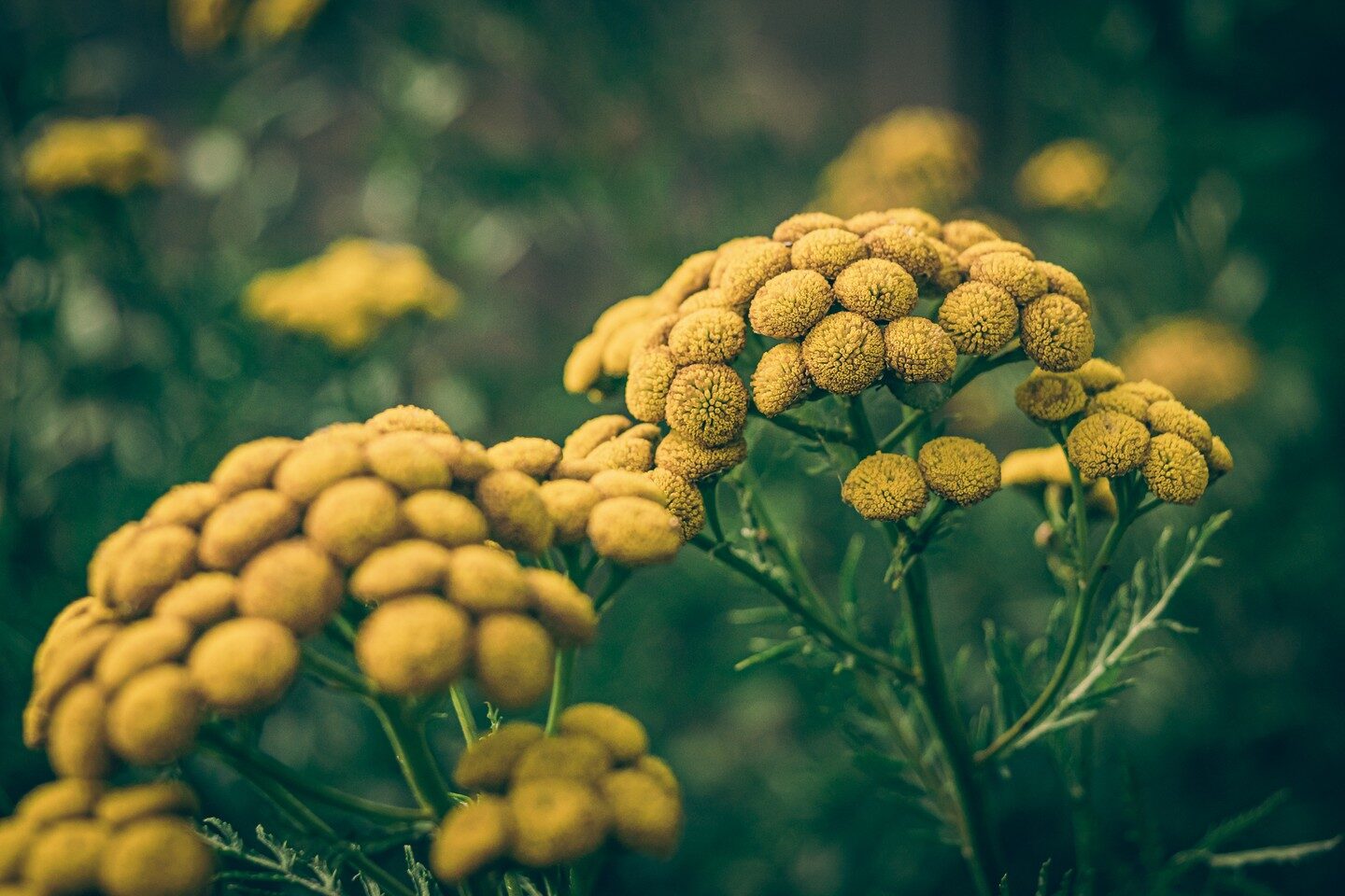 Flower Power