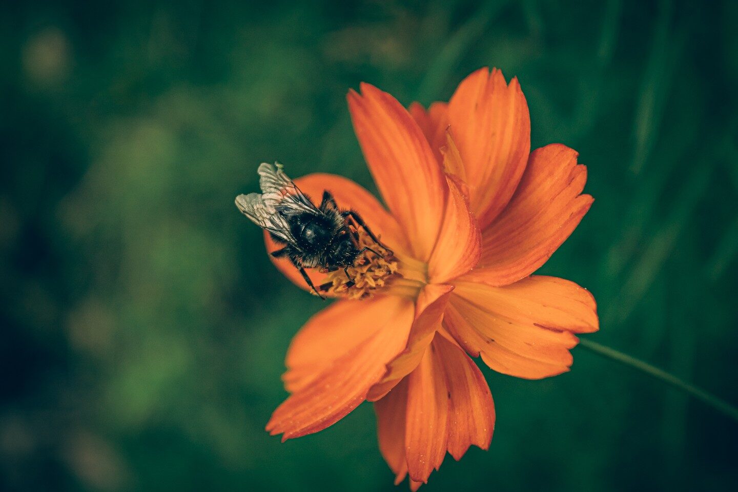 Flower Power