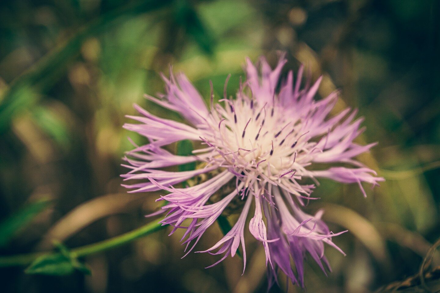 Flower Power
