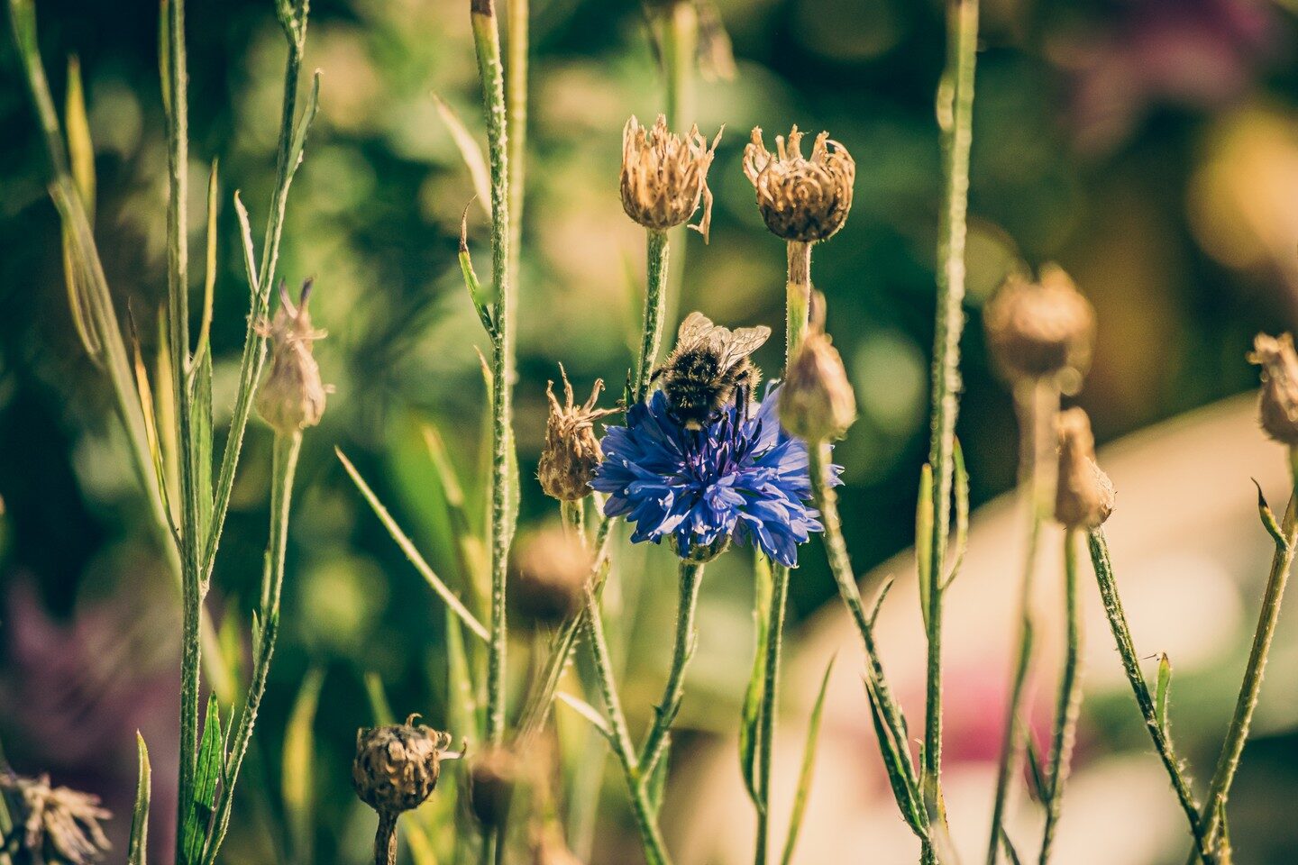 Flower Power