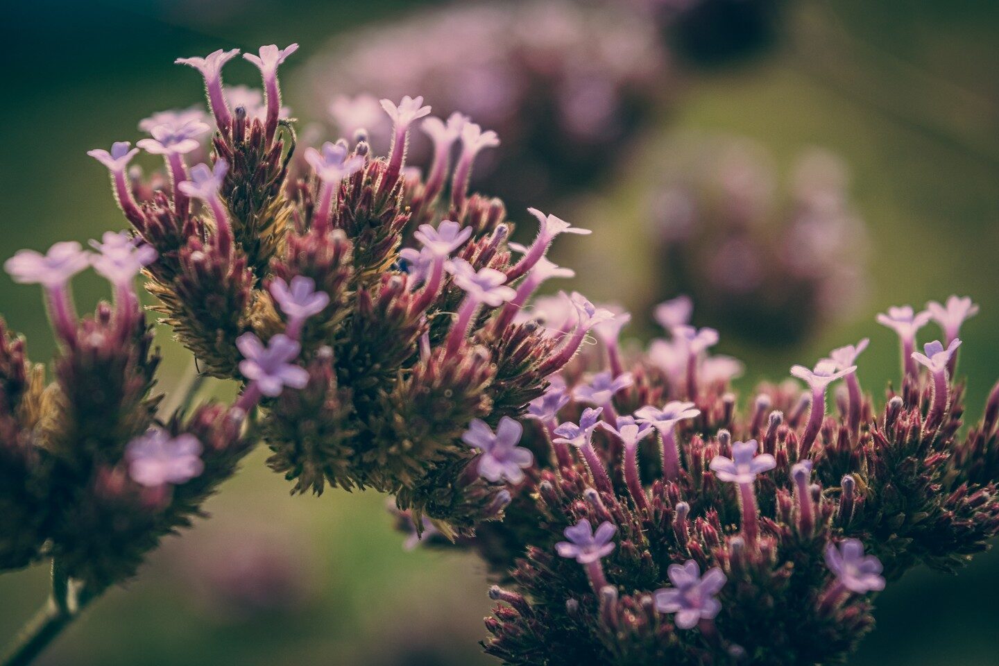 Flower Power