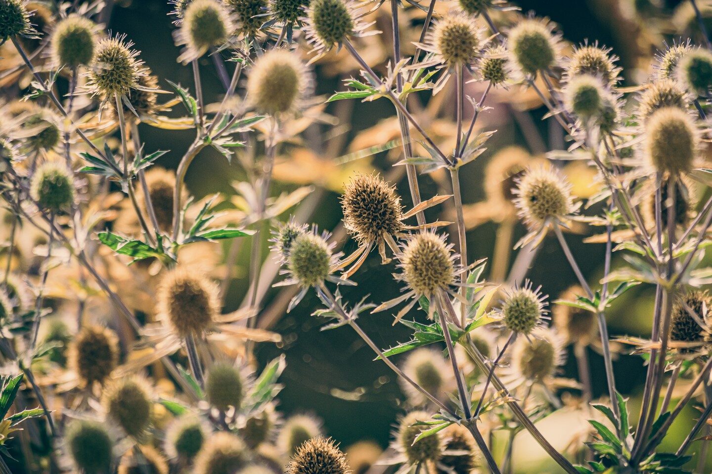 Flower Power
