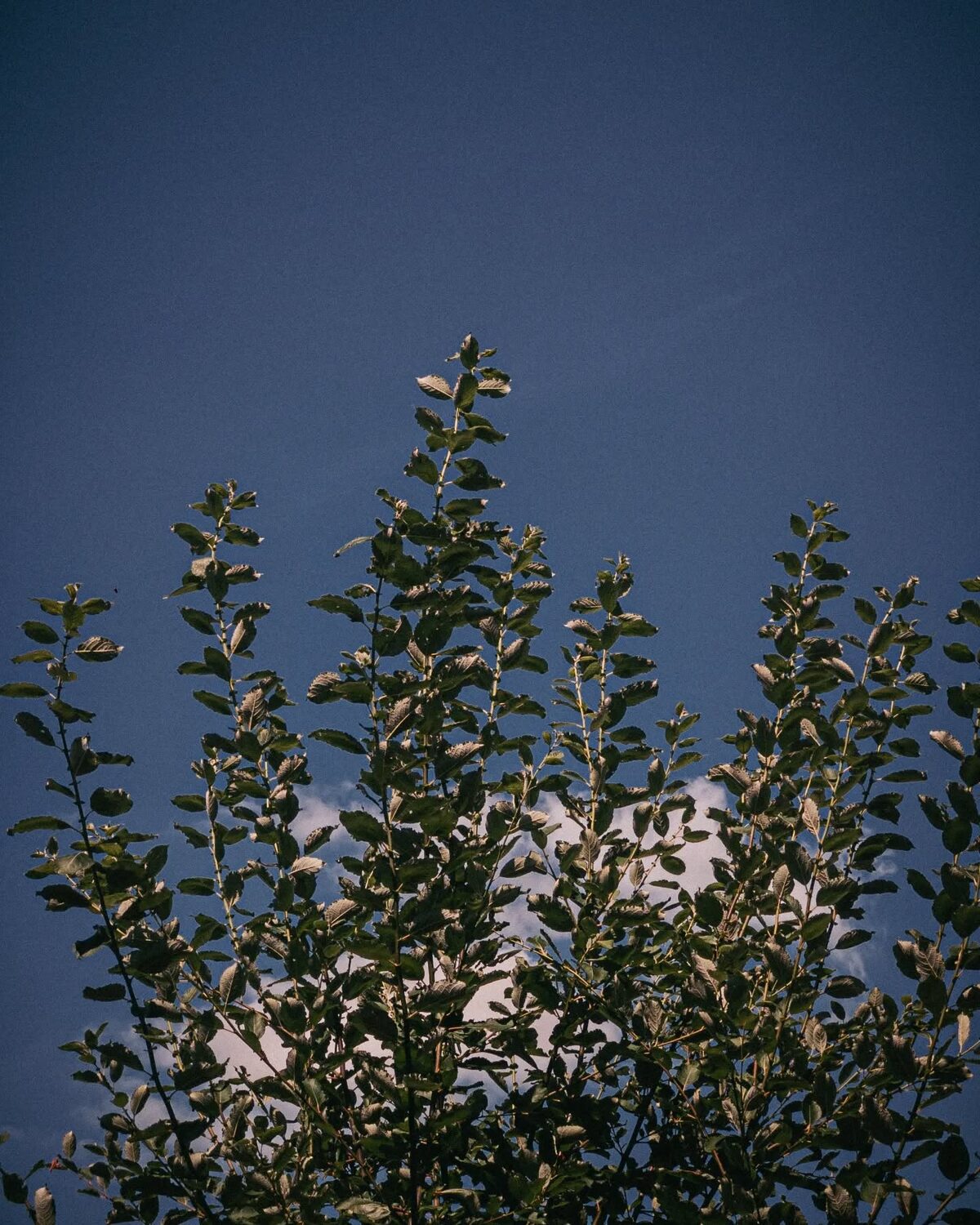 Summer skies.
