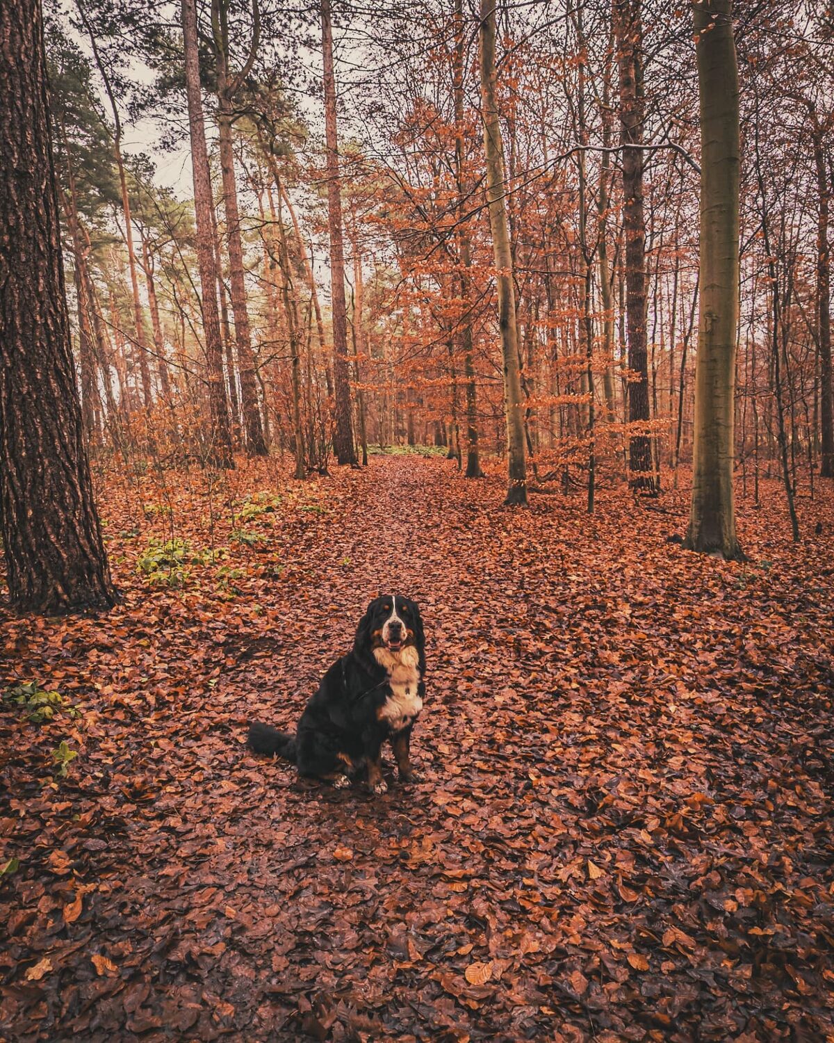 Sunday walkies.