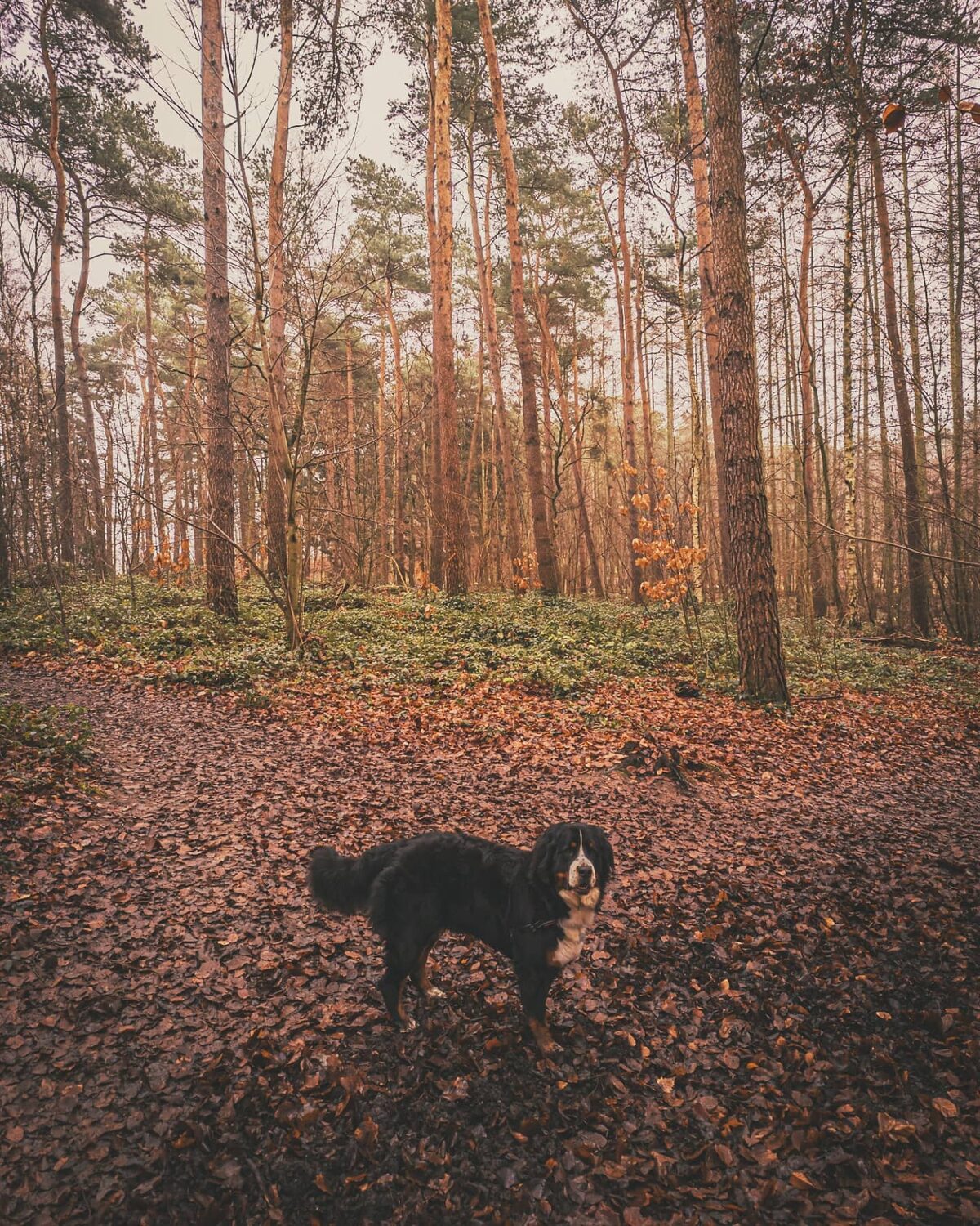 Sunday walkies.