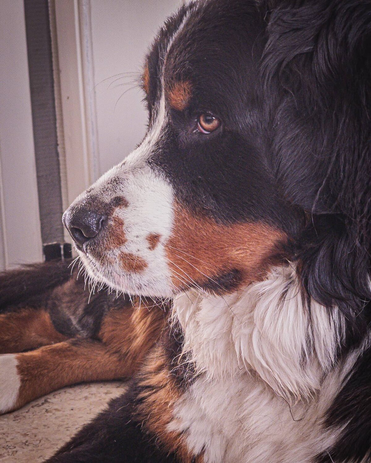 Snoetje ð