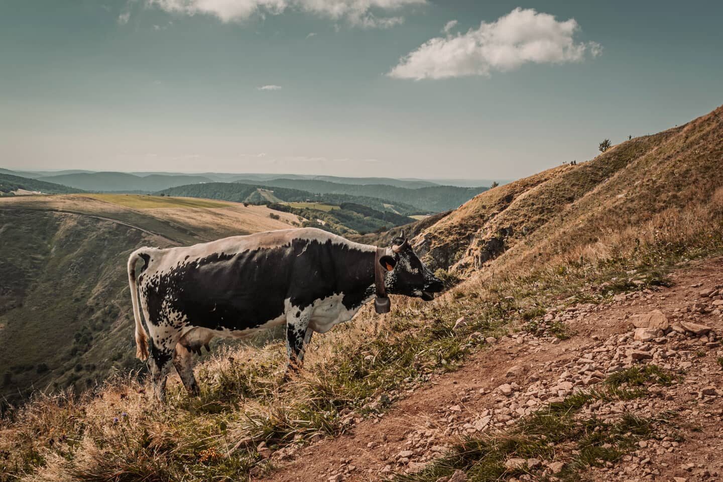 Excusez-Moo, I'm coming through.