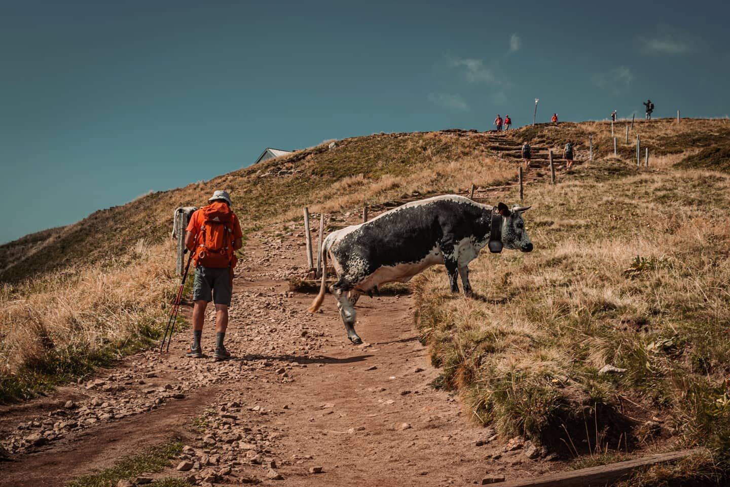 Excusez-Moo, I'm coming through.