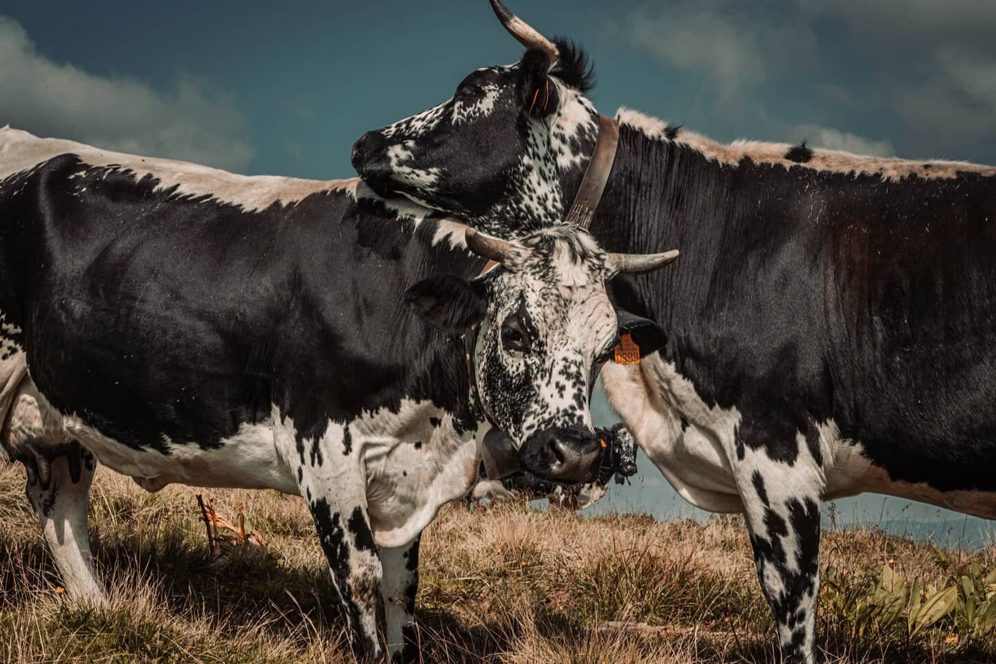 Excusez-Moo, I'm coming through.