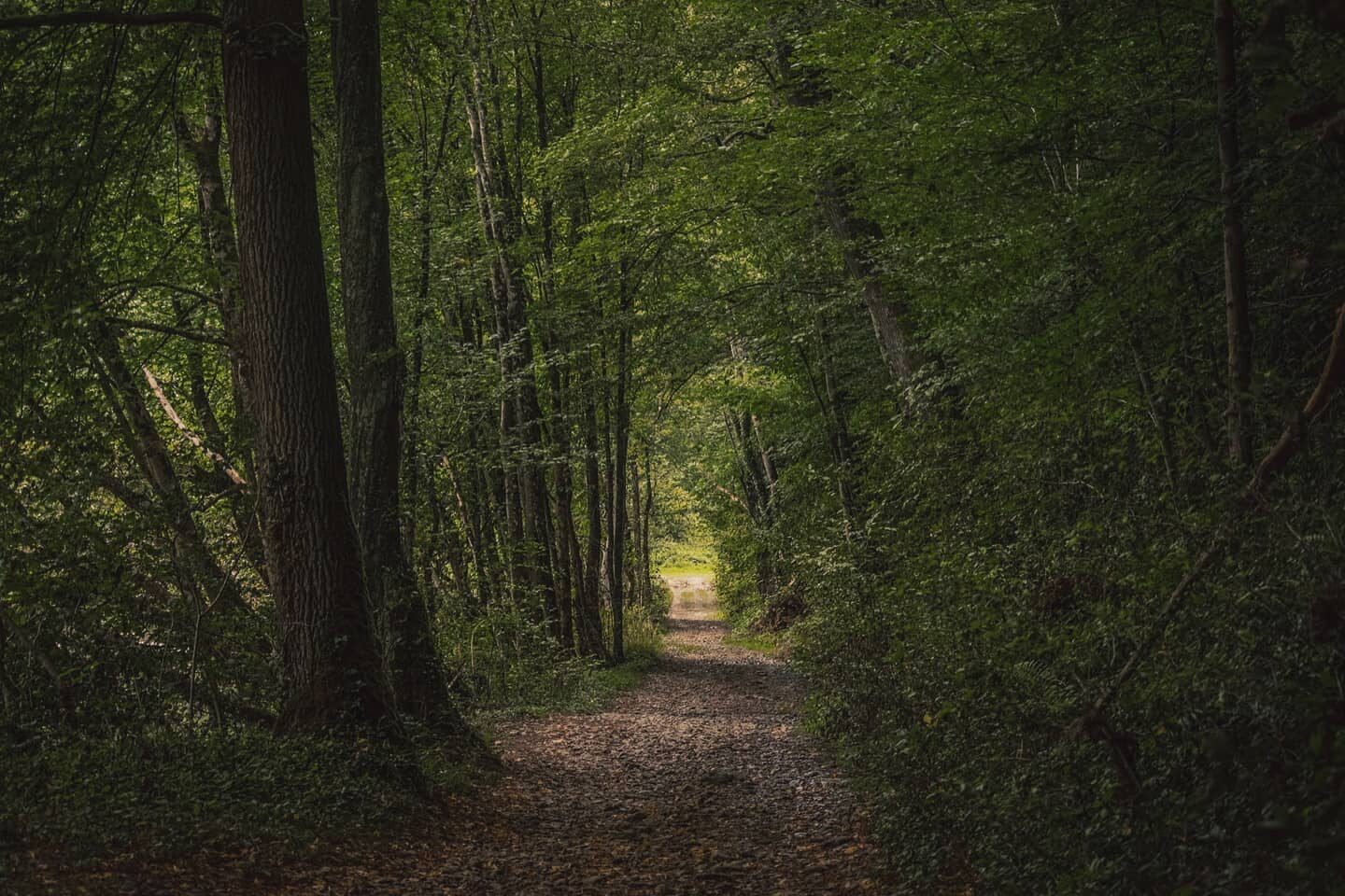 D'Ardennen.