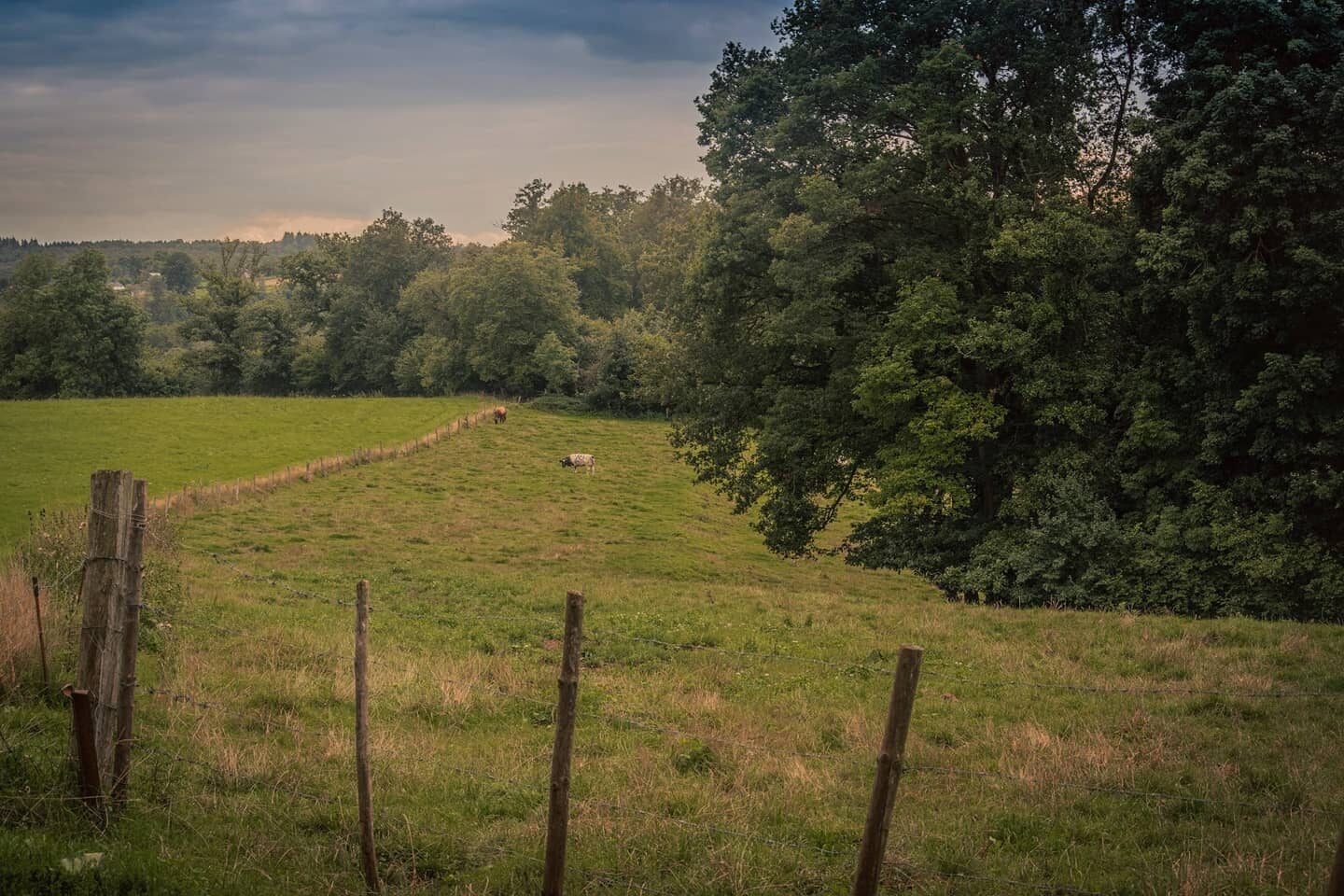 D'Ardennen.